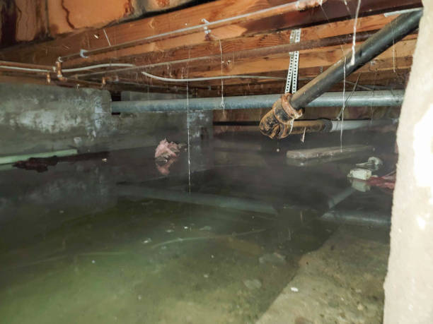Best Flood damage cleanup  in Forestville, CA