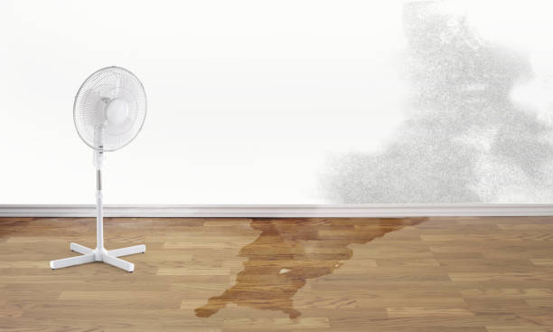 Best Fire Damage Restoration  in Forestville, CA