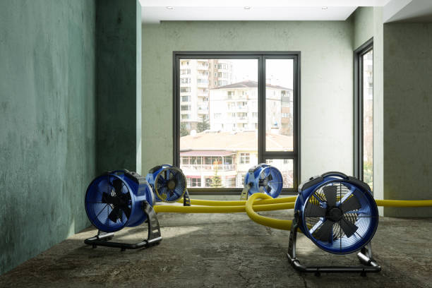 Best Basement water damage restoration  in Forestville, CA