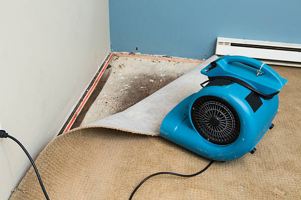 Best Sewage cleanup and water damage restoration  in Forestville, CA